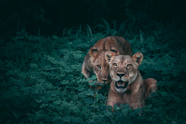 Lion