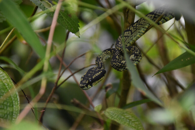 Sinharaja 2
