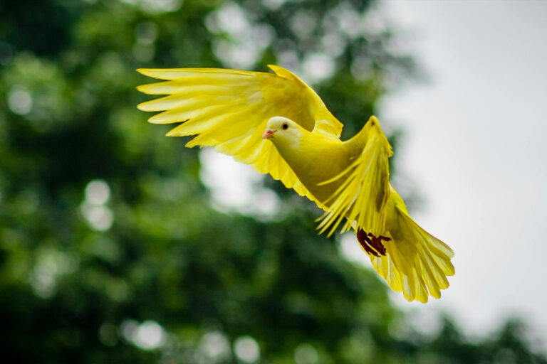 bird 4