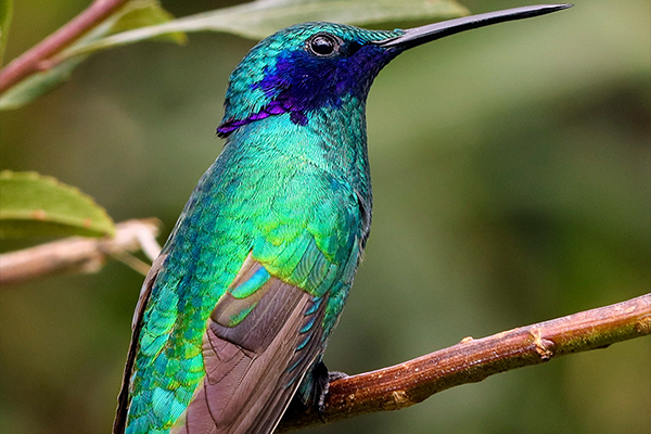 bird