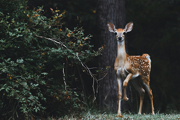 deer
