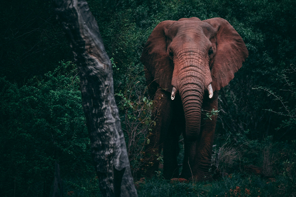 elephent