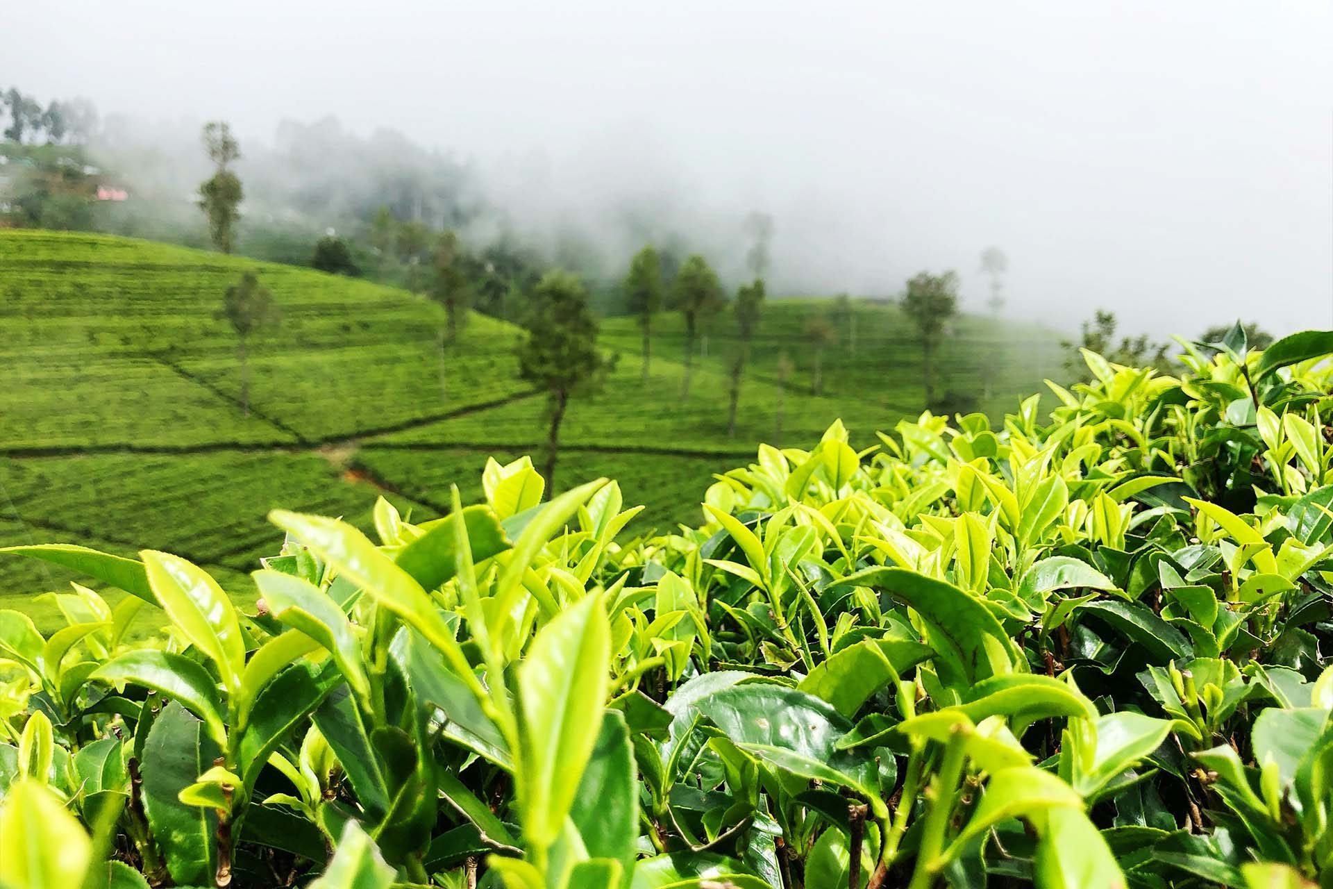 nuwara